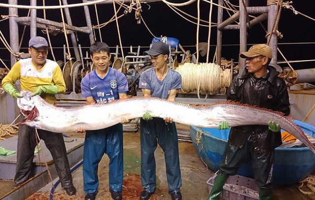 Thanh Hoá: Ngư dân bắt được cá hố khổng lồ nặng gần 1 tạ, 4 người mới nhấc lên nổi - Hình 1