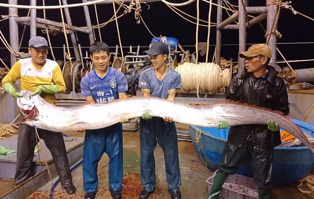 Thanh Hoá: Ngư dân bắt được cá hố khổng lồ nặng gần 1 tạ, 4 người mới nhấc lên nổi - Hình 1