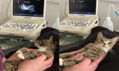 Mèo Ulla trước và sau khi nhìn hình ảnh trong máy siêu âm. Mèo Ulla trước và sau khi nhìn hình ảnh trong máy siêu âm. Ảnh: Reddit.