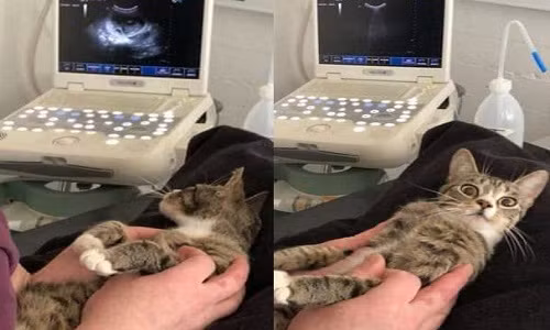 Mèo Ulla trước và sau khi nhìn hình ảnh trong máy siêu âm. Mèo Ulla trước và sau khi nhìn hình ảnh trong máy siêu âm. Ảnh: Reddit.