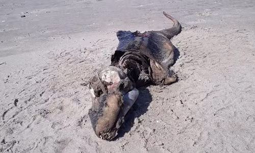 Xác sinh vật chưa rõ loài trên bãi biển Rhossili. Ảnh:Beth Jannetta.