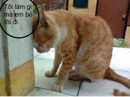 Xả stress với loạt ảnh chế động vật về tình yêu ảnh 3