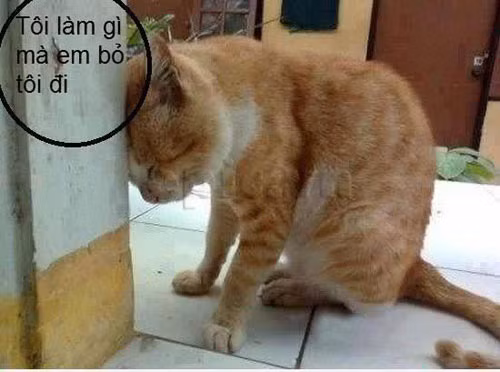 Xả stress với loạt ảnh chế động vật về tình yêu ảnh 3