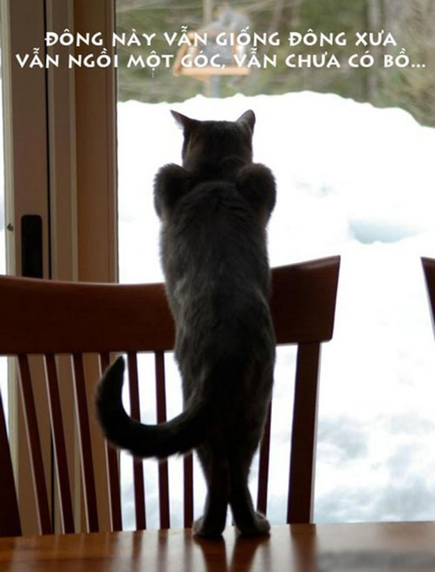 Xả stress với loạt ảnh chế động vật về tình yêu ảnh 10