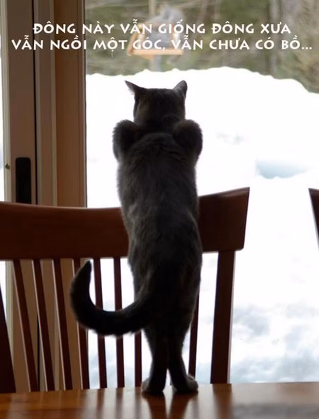 Xả stress với loạt ảnh chế động vật về tình yêu ảnh 10