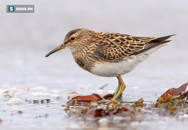 Đối với chim dẽ đực, khoảng cách không phải là trở ngại trong 