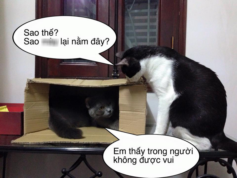 Xả stress với loạt ảnh chế động vật về tình yêu ảnh 4