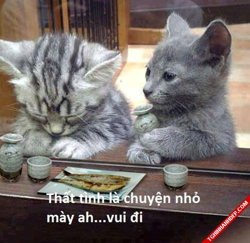 Xả stress với loạt ảnh chế động vật về tình yêu ảnh 1