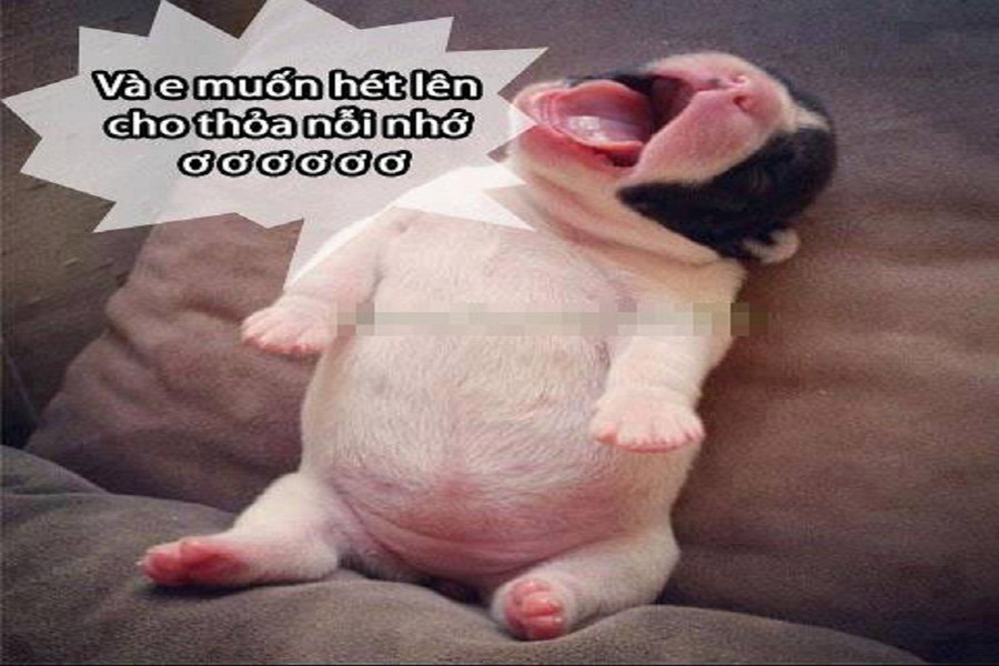 Xả stress với loạt ảnh chế động vật về tình yêu ảnh 7