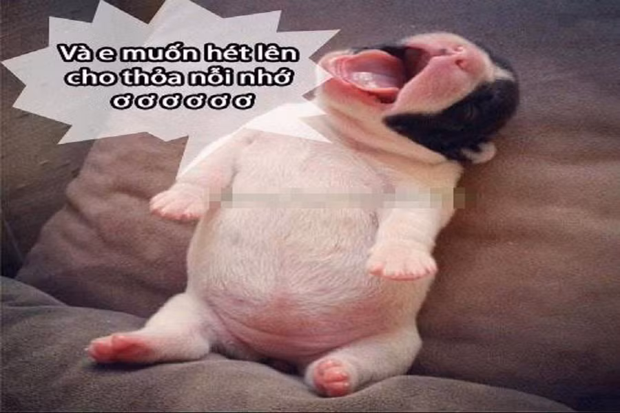 Xả stress với loạt ảnh chế động vật về tình yêu ảnh 7