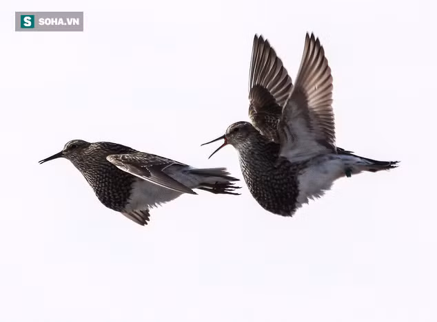 Chim dẽ sẵn sàng bay hàng ngàn cây số để săn đuổi tình yêu của đời mình.