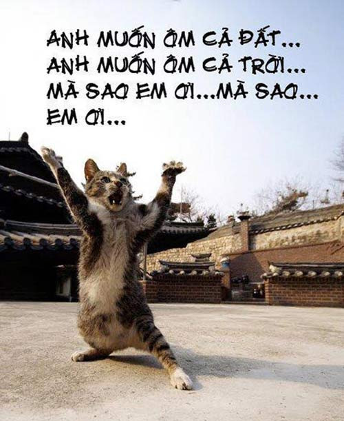 Xả stress với loạt ảnh chế động vật về tình yêu ảnh 6