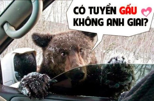 Xả stress với loạt ảnh chế động vật về tình yêu ảnh 2