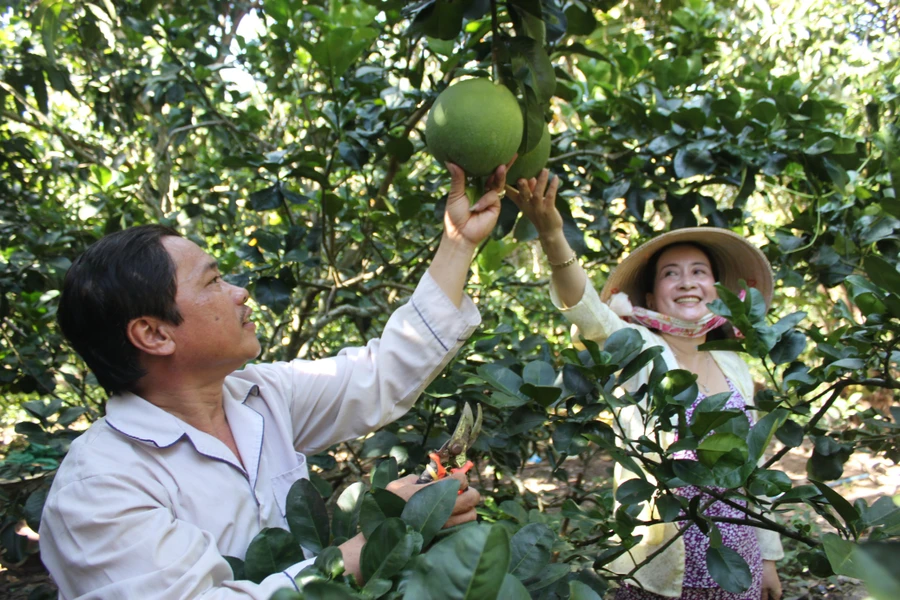 Chú Định, cô Nga đang chăm sóc vườn bưởi