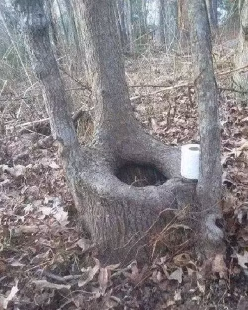 Nhà vệ sinh thiên nhiên.