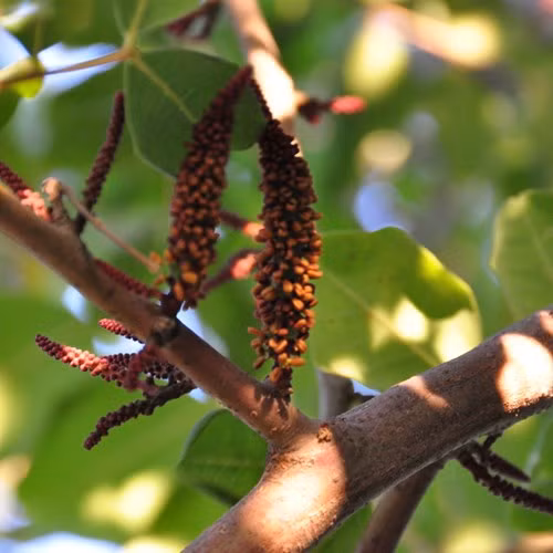 Loài cây kỳ lạ kể trên là cây Carob có tên khoa học là Ceratonia Siliqua. Đây là loài cây có hoa đực và cái, ngoài ra cũng có một số hoa lưỡng tính.