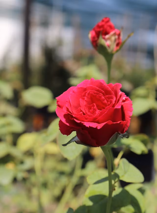 Những loài hoa tài lộc, may mắn đắt hàng nhất mùa Vu lan - Ảnh 7.