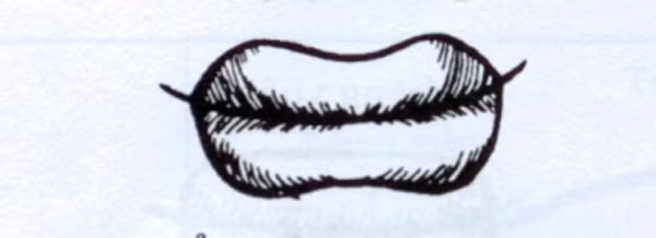 Phụ nữ có miệng cá chép thường có cuộc sống nghèo khổ, vất vả.