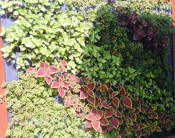 Chi 336.000 đồng để có vườn treo trồng được 180 cây rau đẹp mê mẩn chi 336000 dong de co vuon treo trong duoc 180 cay rau dep me man 8