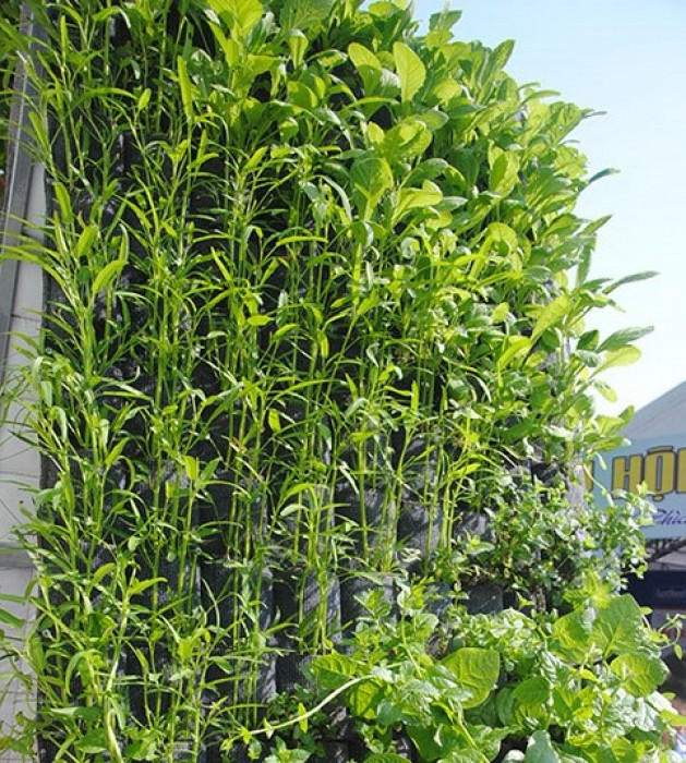 Chi 336.000 đồng để có vườn treo trồng được 180 cây rau đẹp mê mẩn chi 336000 dong de co vuon treo trong duoc 180 cay rau dep me man 1