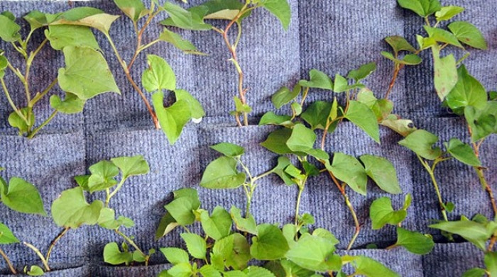 Chi 336.000 đồng để có vườn treo trồng được 180 cây rau đẹp mê mẩn chi 336000 dong de co vuon treo trong duoc 180 cay rau dep me man 7