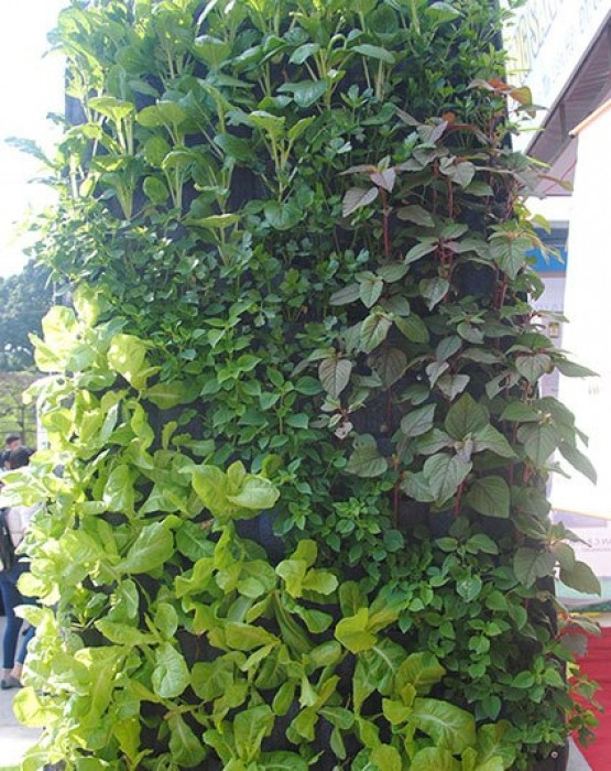 Chi 336.000 đồng để có vườn treo trồng được 180 cây rau đẹp mê mẩn chi 336000 dong de co vuon treo trong duoc 180 cay rau dep me man