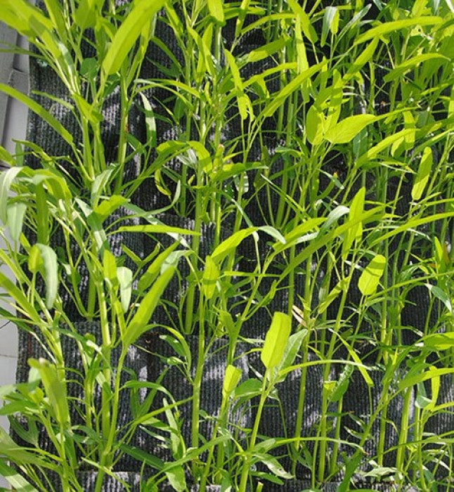 Chi 336.000 đồng để có vườn treo trồng được 180 cây rau đẹp mê mẩn chi 336000 dong de co vuon treo trong duoc 180 cay rau dep me man 2