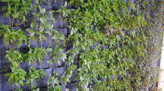 Chi 336.000 đồng để có vườn treo trồng được 180 cây rau đẹp mê mẩn chi 336000 dong de co vuon treo trong duoc 180 cay rau dep me man 6