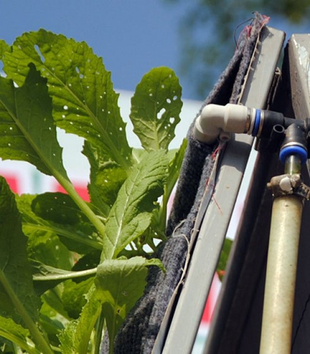 Chi 336.000 đồng để có vườn treo trồng được 180 cây rau đẹp mê mẩn chi 336000 dong de co vuon treo trong duoc 180 cay rau dep me man 4