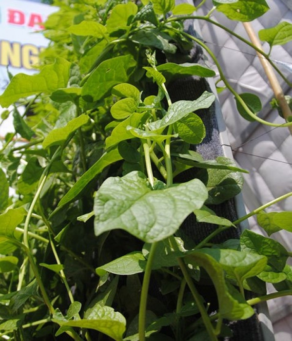 Chi 336.000 đồng để có vườn treo trồng được 180 cây rau đẹp mê mẩn chi 336000 dong de co vuon treo trong duoc 180 cay rau dep me man 10