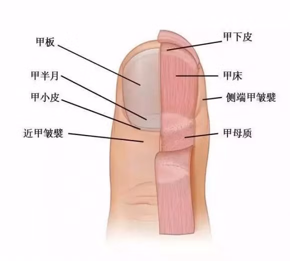 2-cat-mong-tay-dung-cach-ngoisao.vn-w640-h576 3 cắt móng tay đến đâu là hợp lý, lưu ý khi cắt móng tay, cắt móng tay đúng cách