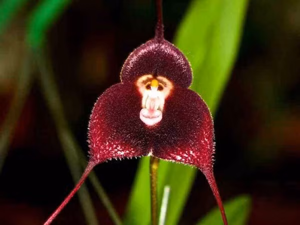 Hoa lan mặt khỉ khiến nhiều người phát sốt ảnh 2
