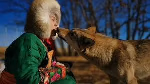 Cô gái xinh đẹp dùng miệng mớm thức ăn cho 8 con chó sói