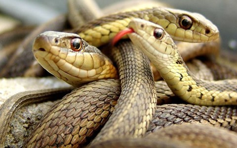 Rắn kịch độc thống trị hòn đảo kinh hoàng nhất thế giới ảnh 1 Rắn kịch độc thống trị hòn đảo kinh hoàng nhất thế giới - 1