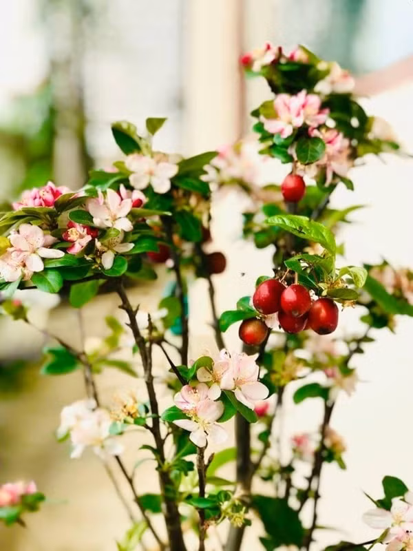 Ngắm khu vườn mini xanh mát nơi góc ban công nhỏ của ca sĩ Mỹ Lệ