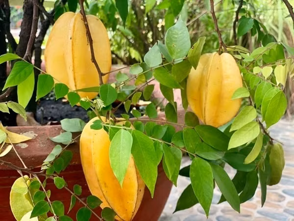 Ngắm khu vườn mini xanh mát nơi góc ban công nhỏ của ca sĩ Mỹ Lệ