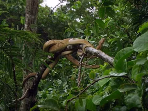 Rắn kịch độc thống trị hòn đảo kinh hoàng nhất thế giới - 2