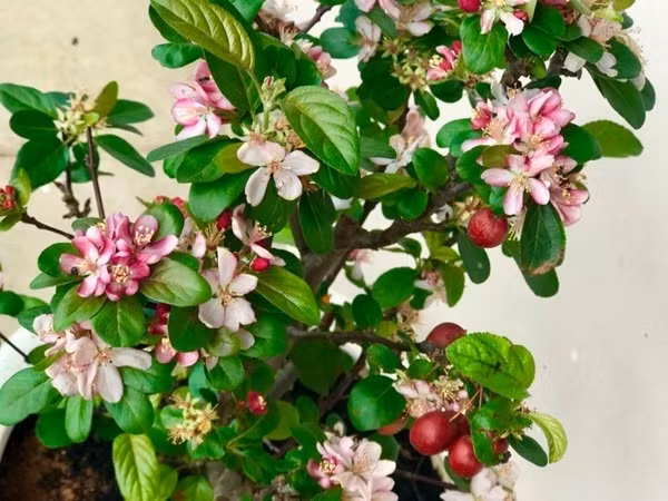 Ngắm khu vườn mini xanh mát nơi góc ban công nhỏ của ca sĩ Mỹ Lệ