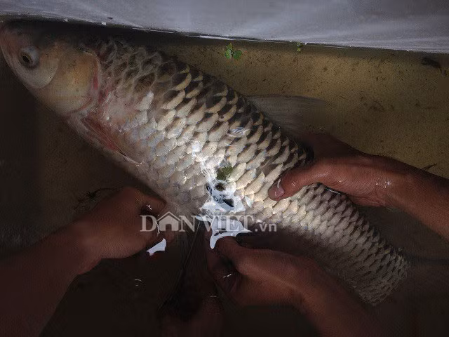 ven man bi an ve loai ca la: he cu an vao la say nhu uong ruou hinh anh 2