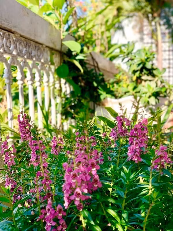 Ngắm khu vườn mini xanh mát nơi góc ban công nhỏ của ca sĩ Mỹ Lệ