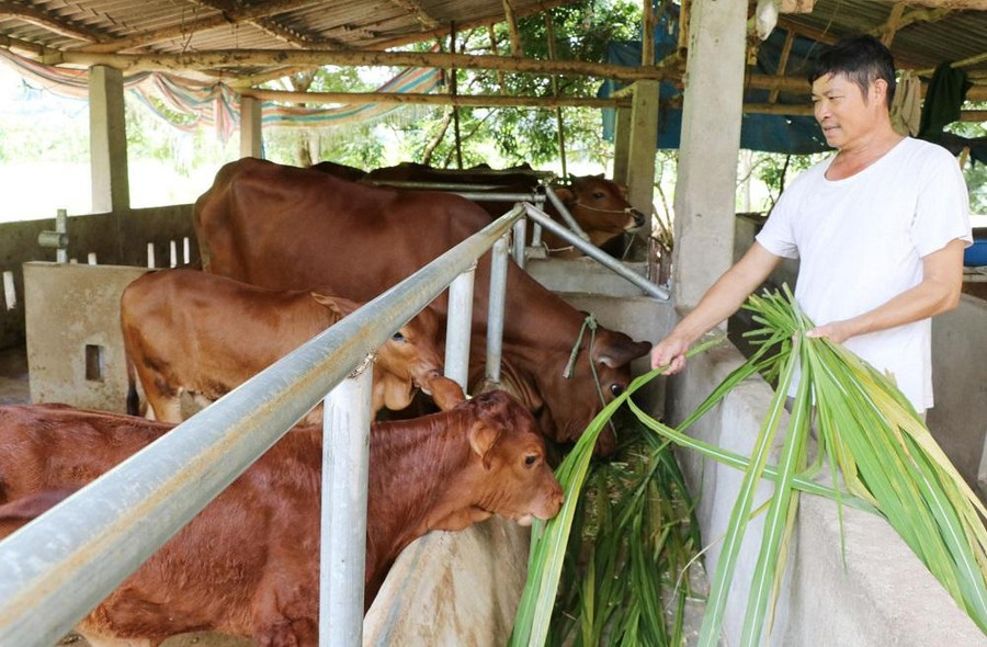 Mô hình nuôi bò sinh sản đem lại hiệu quả kinh tế cao Mô hình nuôi bò sinh sản đem lại hiệu quả kinh tế cao