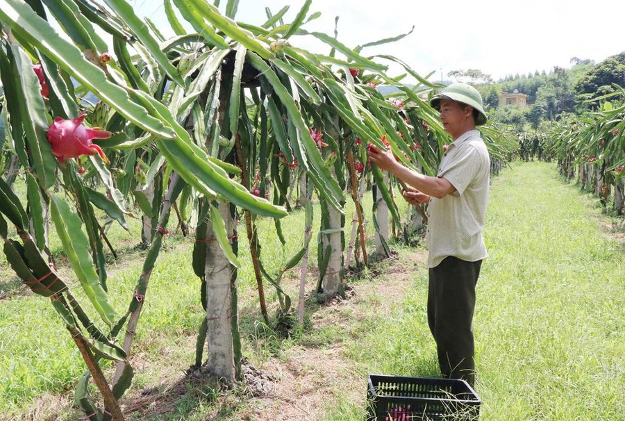 Thu hoạch thanh long ruột đỏ tại xã Tràng xá, huyện Võ Nhai Thu hoạch thanh long ruột đỏ tại xã Tràng xá, huyện Võ Nhai