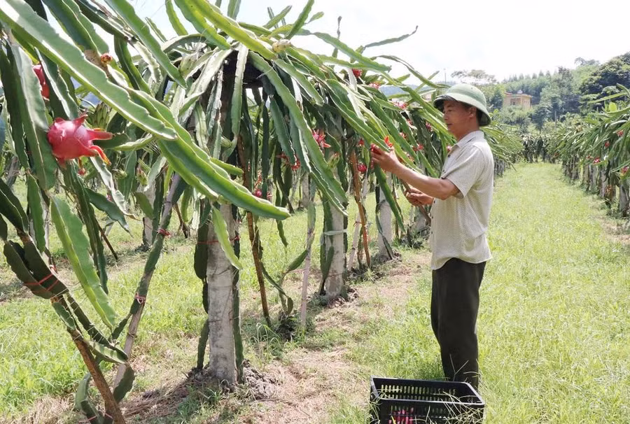 Thu hoạch thanh long ruột đỏ tại xã Tràng xá, huyện Võ Nhai