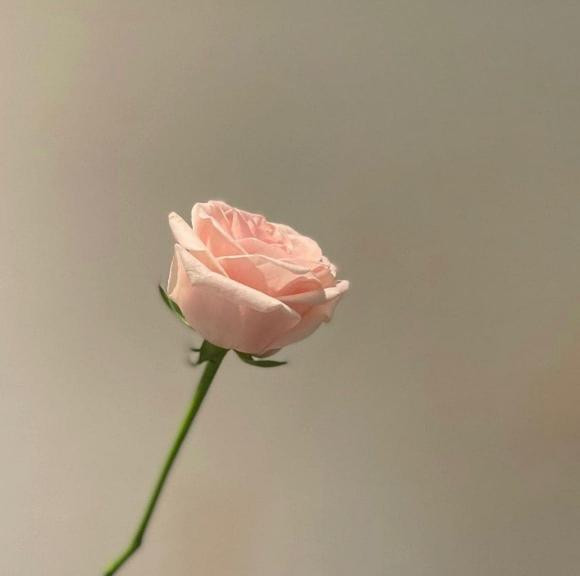 Hình ảnh hoa hồng khiến dân mạng nghi ngờ cô úp mở chuyện tái hợp Song Joong Ki.