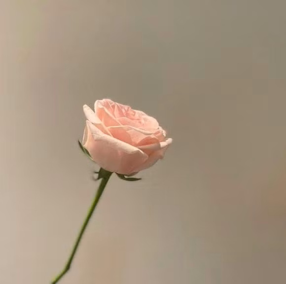 Hình ảnh hoa hồng khiến dân mạng nghi ngờ cô úp mở chuyện tái hợp Song Joong Ki.