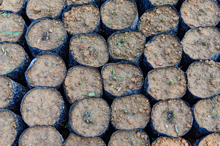 Ngoài bán cau quả, ông Dũng còn ươm cây giống bán.