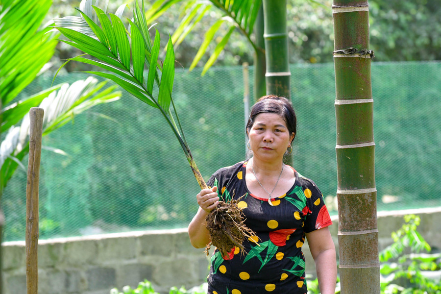 Sau 4 tháng ươm sẽ xuất bán cây con.