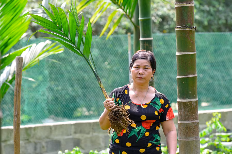 Sau 4 tháng ươm sẽ xuất bán cây con.