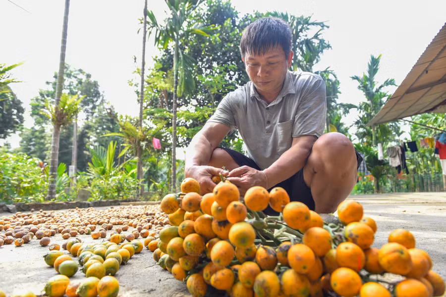 Cau chín được sử dụng làm giống.