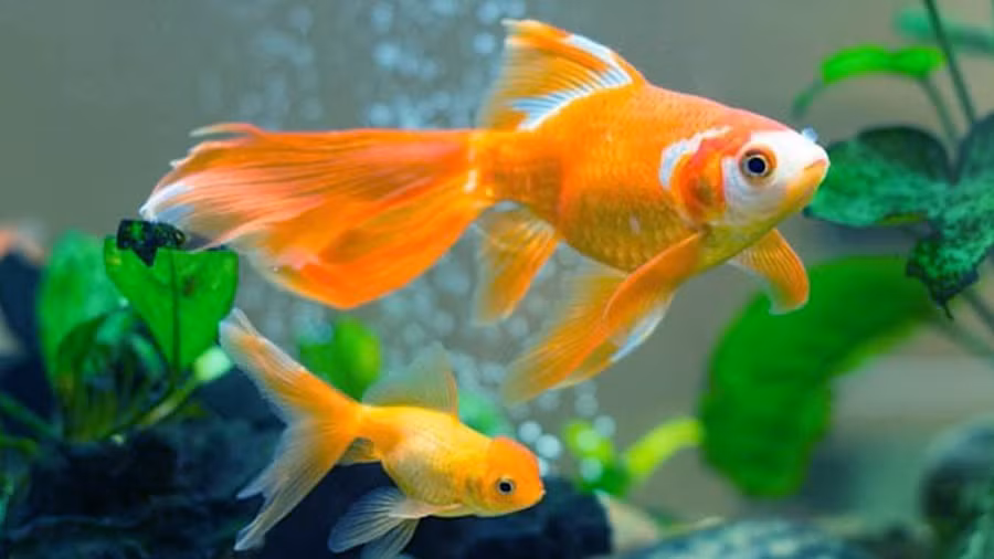 Ý nghĩa phong thủy khi nuôi thú cưng, trồng cây cảnh trong nhà ảnh 1